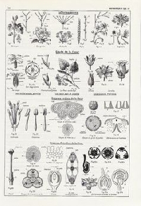 Botanical Print / Plant Anatomy ATC 