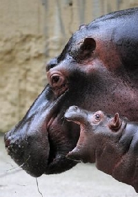 APDG ~ Baby Hippos ;-) 