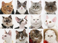 What does your favourite cat look like?