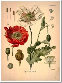 Botanical Print ATC