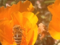 Spring is coming - BEE ready