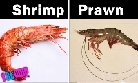 Pinterest Recipe Collection #38: Prawn/Shrimp