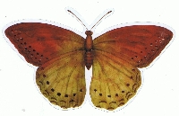 EASU: Vintage ATC w/ a Butterfly