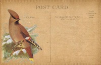 BLoG #13 Naked Postcard Any Bird / USA Only 