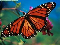 Butterfly Spirit Guide Swap