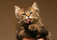 Cat got your tongue? PC Swap (USA)
