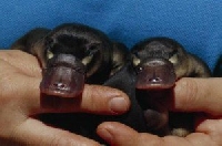 APDG ~ Baby Platypus ;-) 