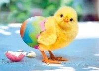 APDG ~ Baby CHICK ;-) 