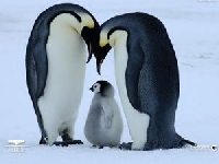 APDG ~ Baby Penguins ;-) 