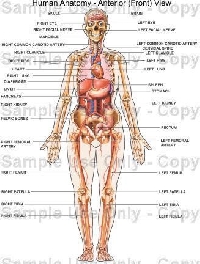 Anatomy ATC Series #3 Lungs