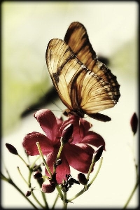 VC: Spring Fever ATC! â€“ Butterfly