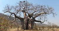 APDG ~ BAOBAB Tree