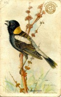 BLoG Vintage Bird Postcard (Naked)/INT 