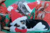 Christmas card as postcard #14 - dog