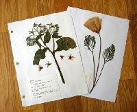 Make a herbarium #1 ~ yellow