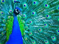 7 stationery items #2 - Peacock/Peafowl