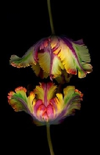 Pinterest - Exotic Flowers
