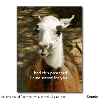 :) ~ Funny Animal Postcard swap - International