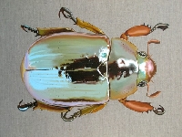 Insect ATC #1 - Beetle!