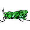 Speedy Grasshopper ATC!