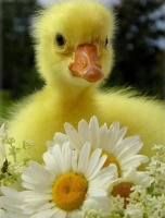 APDG ~ Baby Ducklings~ ;-) 
