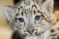 APDG ~ Baby White Snow Leopards  ;-) 
