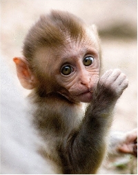 APDG ~ Baby Monkeys ;-) 