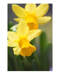 March's Birth Flower / Daffodil ATC Swap