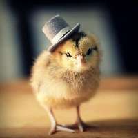 APDG ~ Chicks in Hats