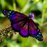 APDG ~ Beautiful Butterflies