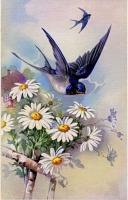 BLoG Bird Postcard Swap/Summer Fun - USA Only