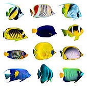 APDG ~ Life's a Beach- tropical fish
