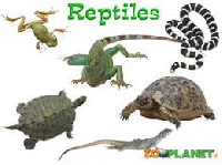 The Zoo - PC Series #3 Reptile House