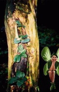 good swap fairy