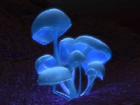 Watercolor ATC Mushrooms USA