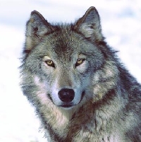 APDG ~ Wolf