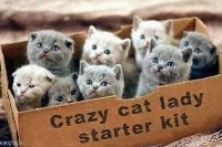 Kit Para Crazy Cat Lady