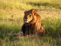 Cecil the lion Atc swap.