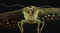 Marvellous Moth ATC Swap