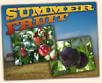 AHY ~ Fruit Postcard