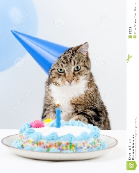 Happy Cat Birthday