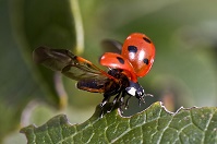 Lucky Ladybug ATC Swap