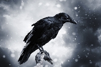 Halloween Black Bird Postcard - Handmade- U.S.