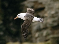 AMOPW: Pointless Albatross Swap