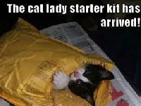 FLK- Crazy Cat Lady