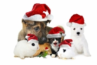 Pet's Christmas