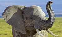 Pinterest - Elephants # 1 Animal