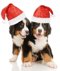 Christmas Card to our Pet(s) Dog Version USA