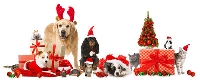 Chritsmas present for my pets