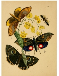 VJP: 4x4 Journal Page - Add a Butterfly